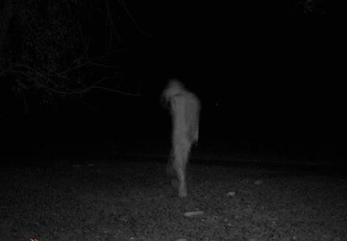 A surveillance camera on a deer trail near the Skinwalker ranch captured a humanoid entity.