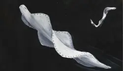 Flying Cylinders (Skyfish): Mysterious atmospheric worms. Do they exist, or is it the nonsense of conspiracy theorists?